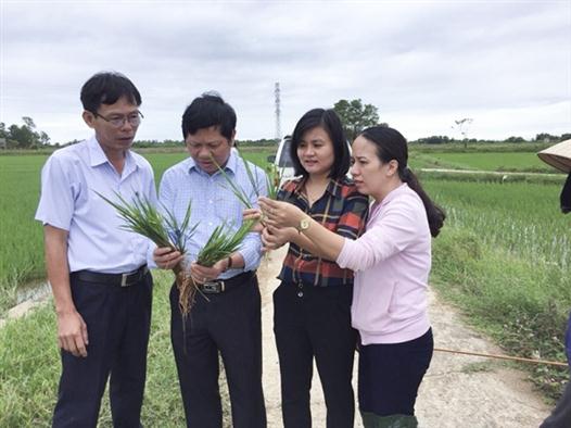 Khó khăn trong phong trừ rầy lưng trắng và bệnh lùn sọc đen