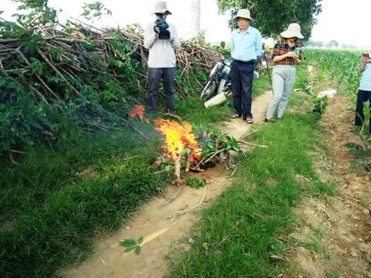 Dịch bệnh khám trên lá sắn đang xảy ra trên địa bàn xã Hải Lệ